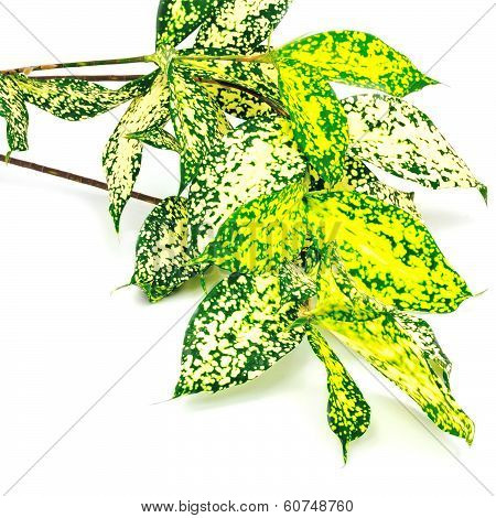Dracaena