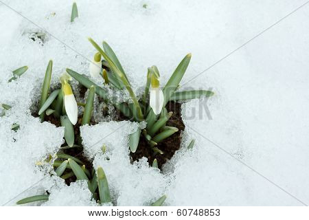 Snowdrop Bloom In Springtime Under Snow