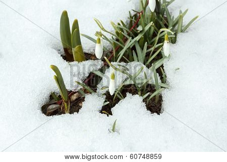 Snowdrop Bloom In Springtime Under Snow