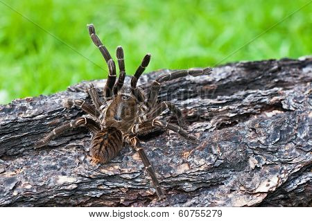 Tarantula
