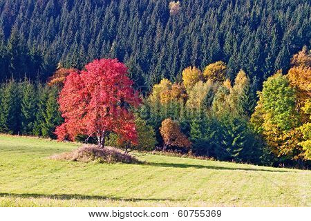 Autumn Colors