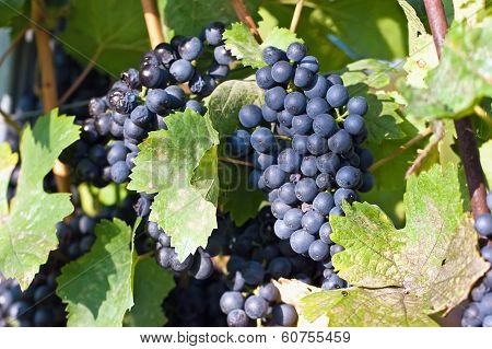 Blue Grapes