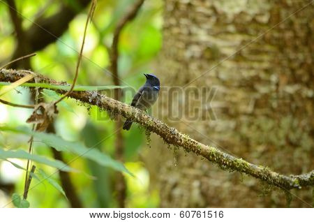 Male Small Niltava