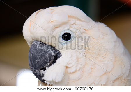 Salmon-crested Cockatoo (cacatua Moluccensis)