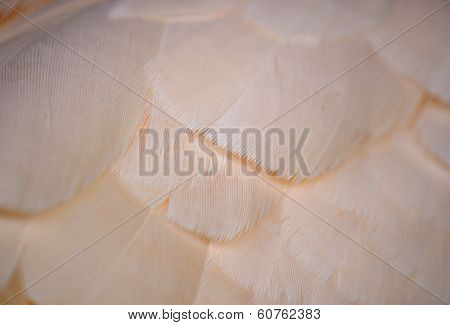 Salmon-crested Cockatoo (cacatua Moluccensis)