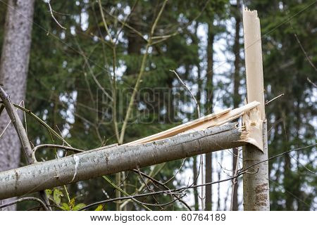 Young Sapling Destroyed By Wind