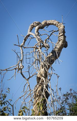 Funny Shaped Gnarly Tree