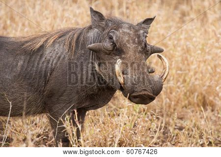 Old Warthog Standing In Dry Grass Looking For Something Green