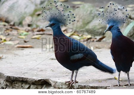 Female Victoria Crowned Pigion (goura Victoria)