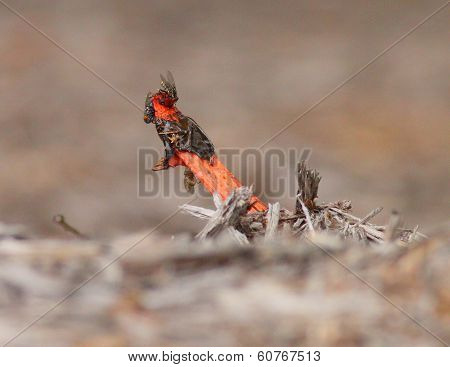 Dog Stinkhorn Fungus