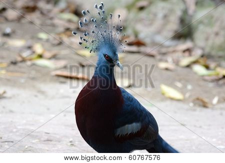 Female Victoria Crowned Pigion (goura Victoria)