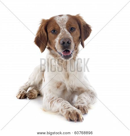 Brittany Spaniel