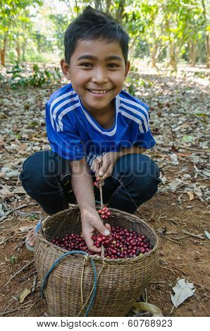 Lavan ethnic boy with coffee berries
