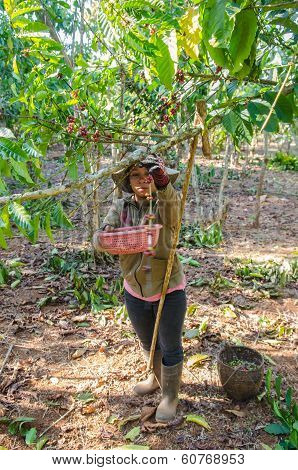 harvesting coffee berries