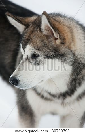 Cute Alaskan Malamute Puppy