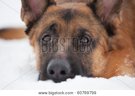 Chestnut Shepherd With Sad Snout