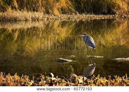 Great Blue Heron