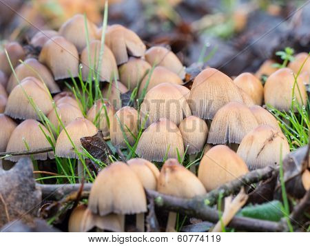 Coprinellus micaceus mushroom