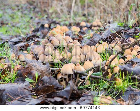 Coprinellus micaceus mushroom
