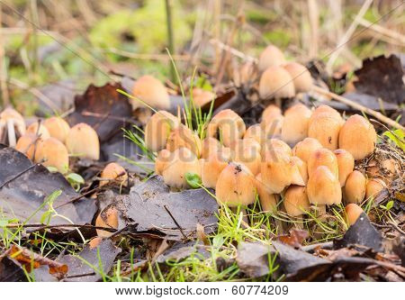 Coprinellus micaceus mushroom