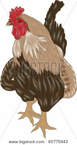 Rooster