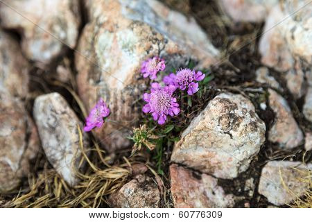 Flower Between The Stones