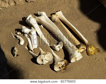 Bones in the sand