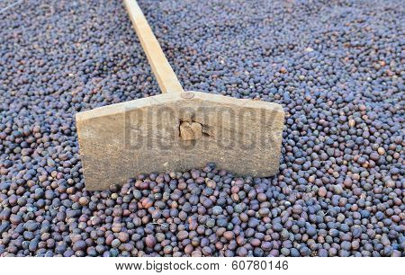 harrow and dried robusta coffee beans