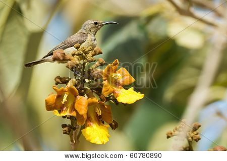 Female Beautiful Sunbird Perched On A Cluster Of Yellow Flowers