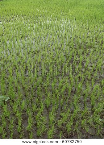 Green Field Of Rice Crop, Oryza Sativa