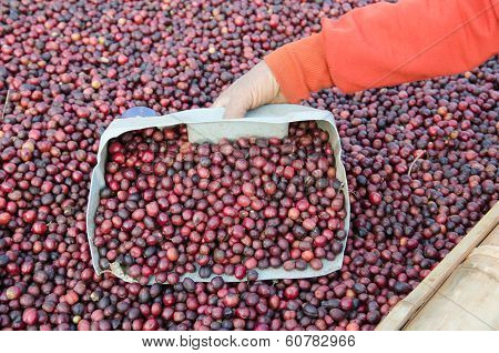 robusta coffee berries