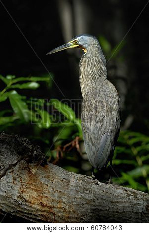 Bare-Throated Tiger Heron