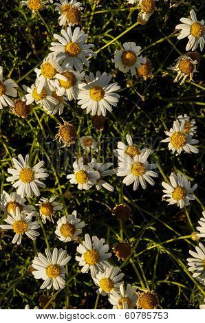 Camomilla Daisy Flowers