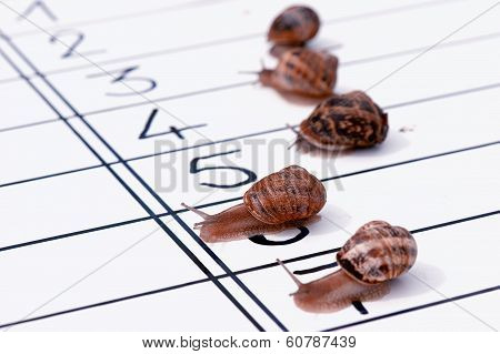 Finish Of Racing Snails