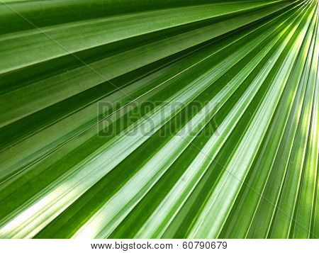 Green Leaf