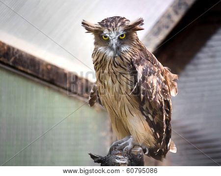 Owl