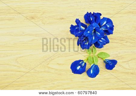 Asian Pigeonwings Or Clitoria Ternatea With Green Leafs On Right
