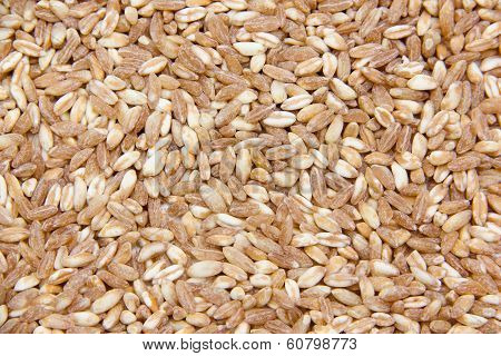 Wheat close