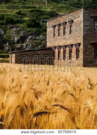 Tibetan House and golden grain field