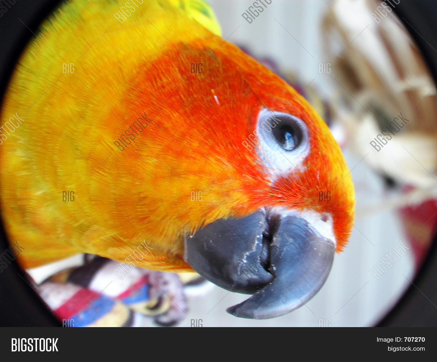 Image Preview