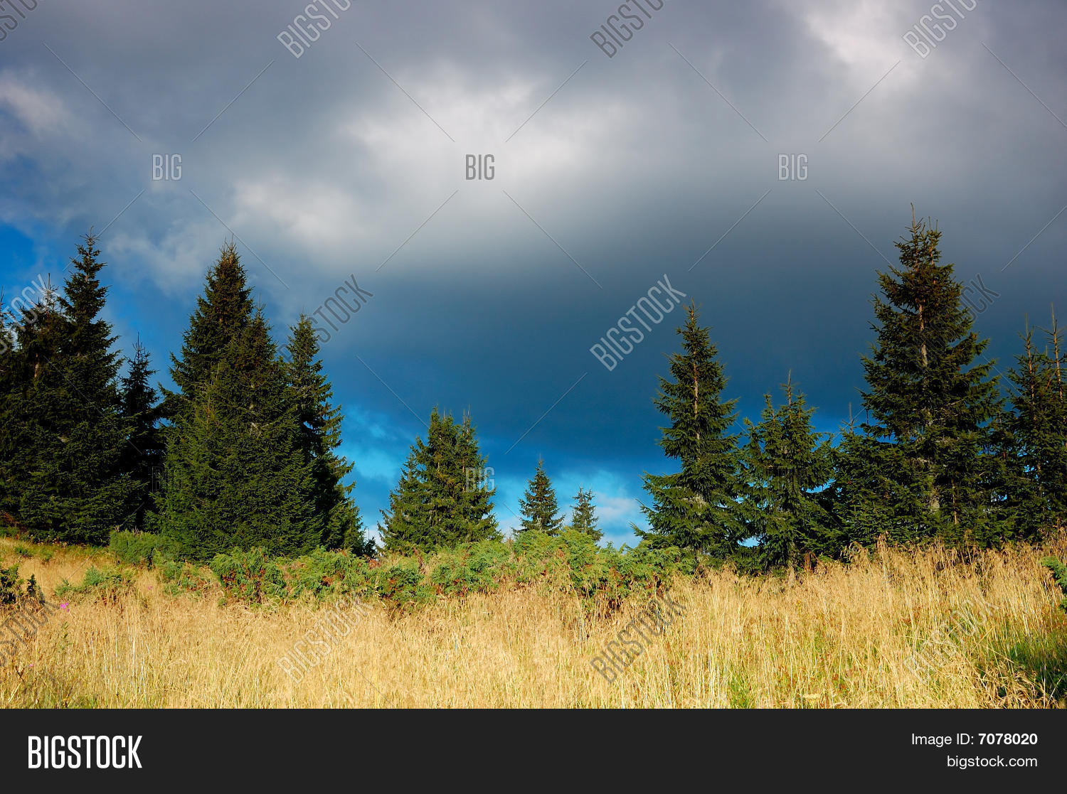 Image Preview
