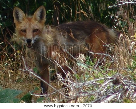 Foxy