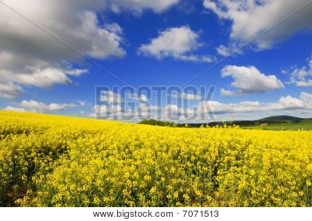 Paesaggio con seme di Cole