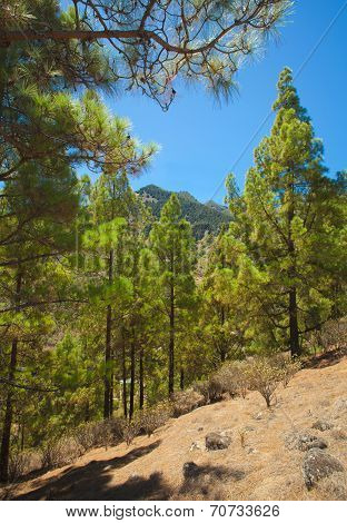 Gran Canaria, Inland