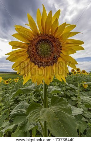 Sunflower