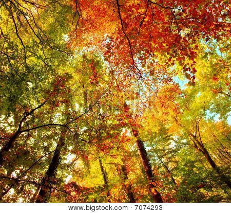 Herfst