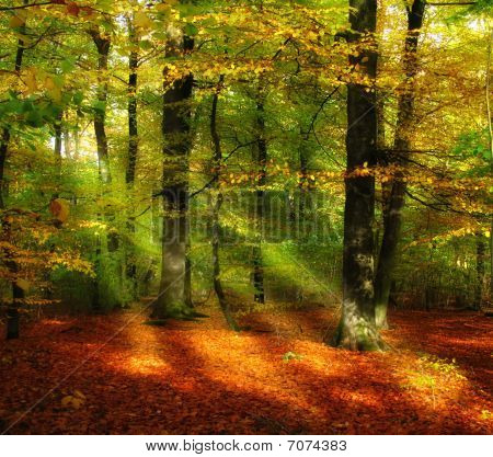 Forest in de herfst