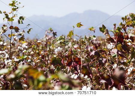 Cotton Field Near Weita. Omo Valley. Ethiopia.