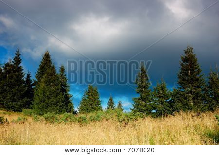 Jehličnany