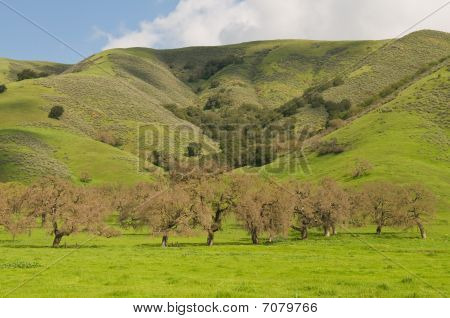 Green Hills